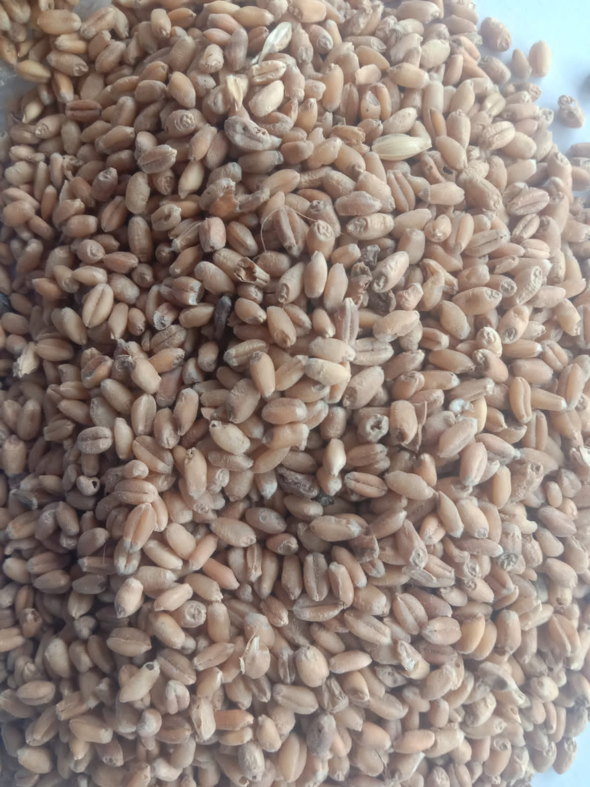 Wheat  from Gandhi global exim 