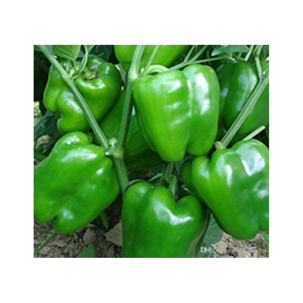 Capsicum Clause – Asha from KissanPro