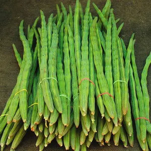 Green Drumstick Vegetable from Hakim Vegetable And Fruit supplier from Hakim vegetable and fruit supplier 