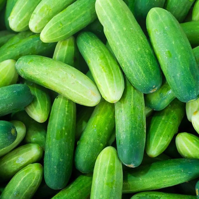 High Quality Fresh Cucumber  from Hakim vegetable and fruit supplier 