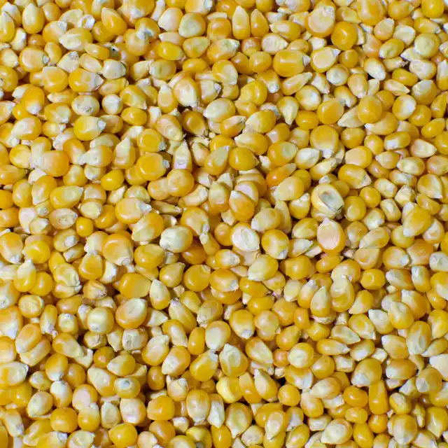 Source Dried Yellow Corn 