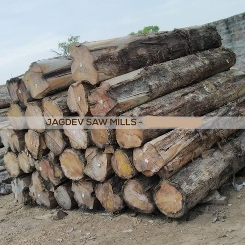 24mm Thick 10 Feet Black Burma Teak Wood from Jagdev Saw Mills