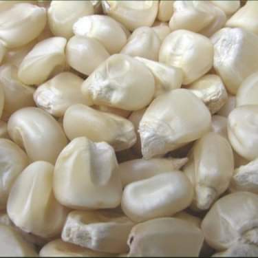 Corn/maize  from Max & Maxis Global Service Limited 