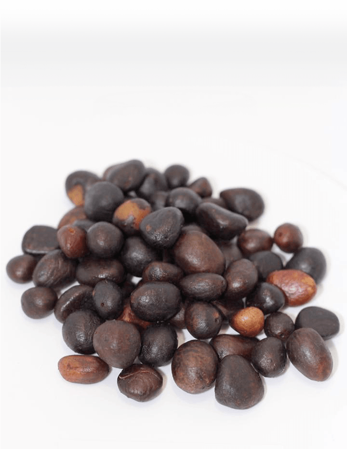 Best Quality Palm kernel from Max & Maxis Global Service Limited 