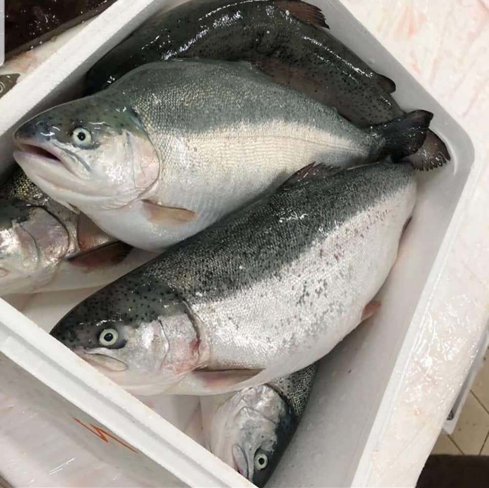 Frozen Atlantic Salmon Fish