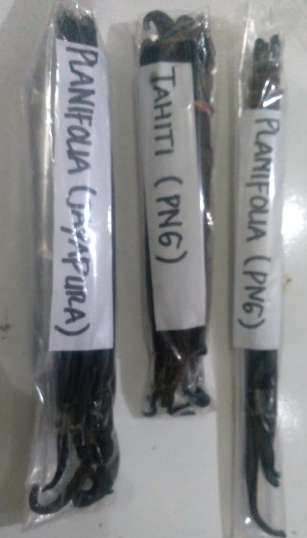 Vanilla Type Planifolia from PT. Berjaya Multi Sportindo