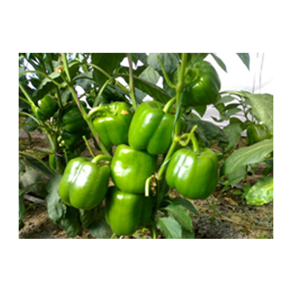 Capsicum Tropica Spinx from KissanPro