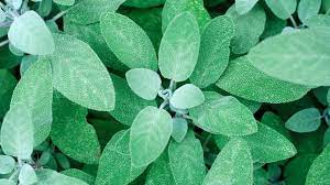 Sage Leaves 