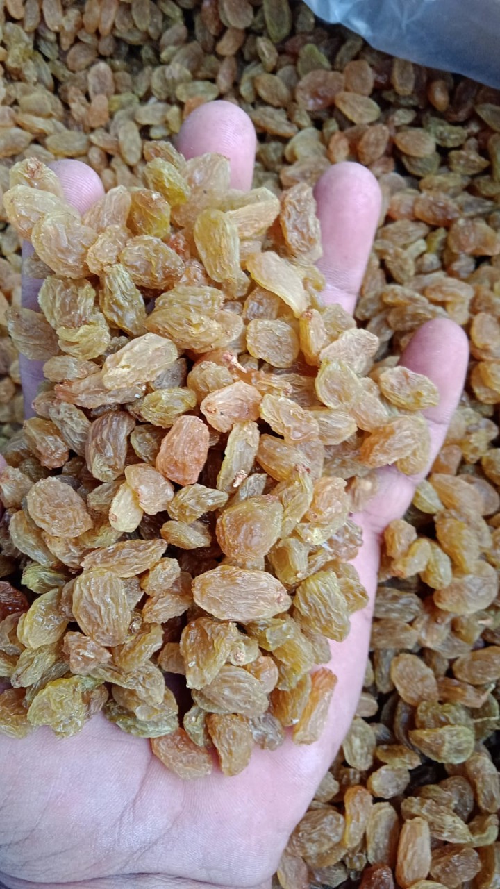 Varsha Gold SHB41 Raisins from Sourav Food And Agro Pvt Ltd ( Raisins)