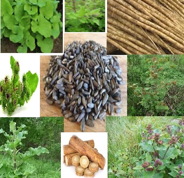 Arctium lappa-Gobo seeds for sale from JKMPIC-Seed Store