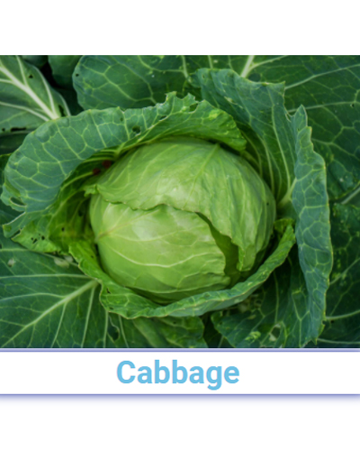 Fresh Cabbage - Pan India from SRG EXIM