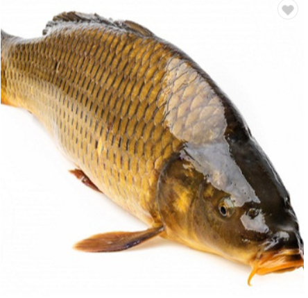 Mrigal-carp Fish 