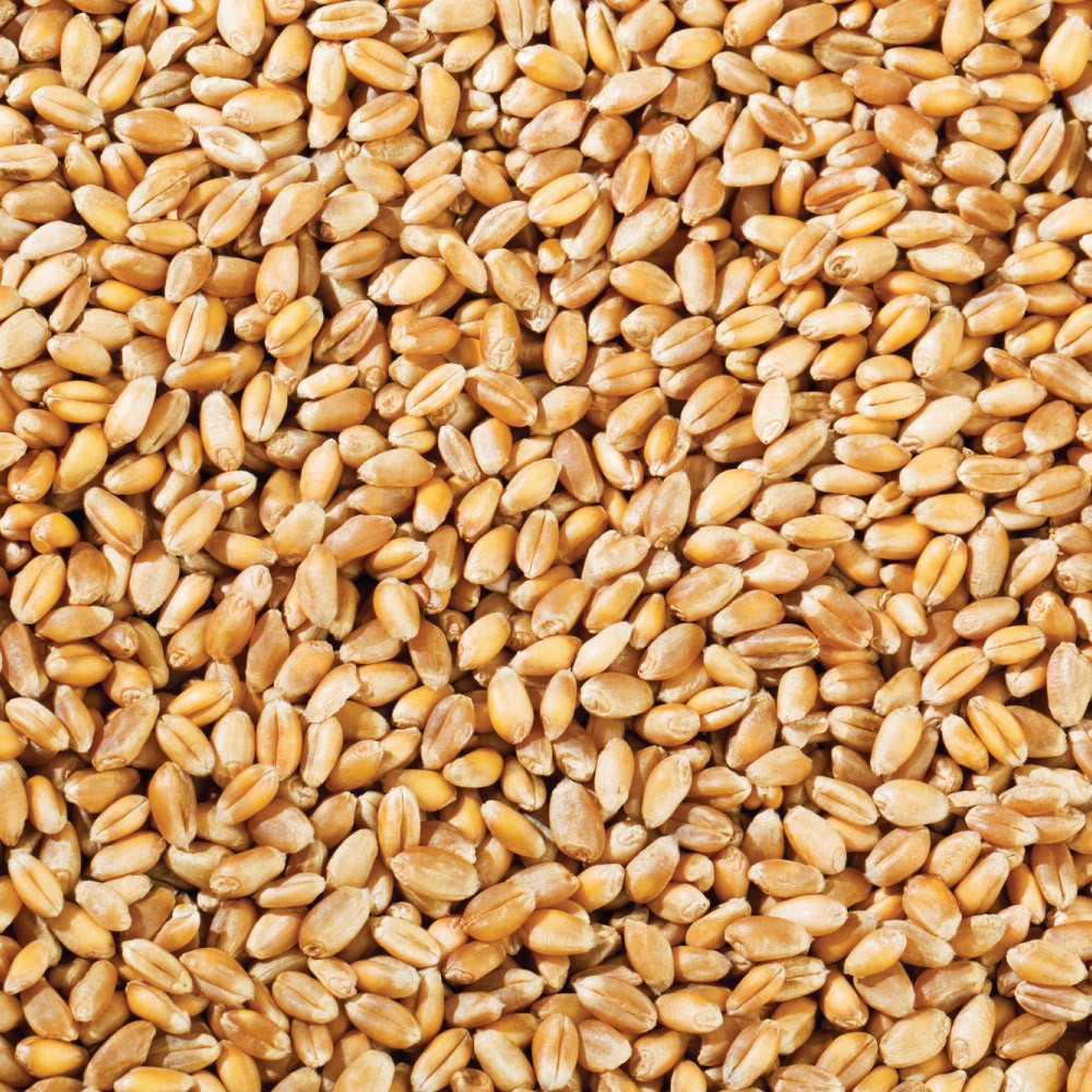 Top Quality Wheat Grains For Export from KALINGA AGRO PRODUCTS & CO