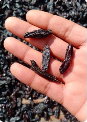 A Grade Organic Black Raisins  from Riddhi Dry Fruits