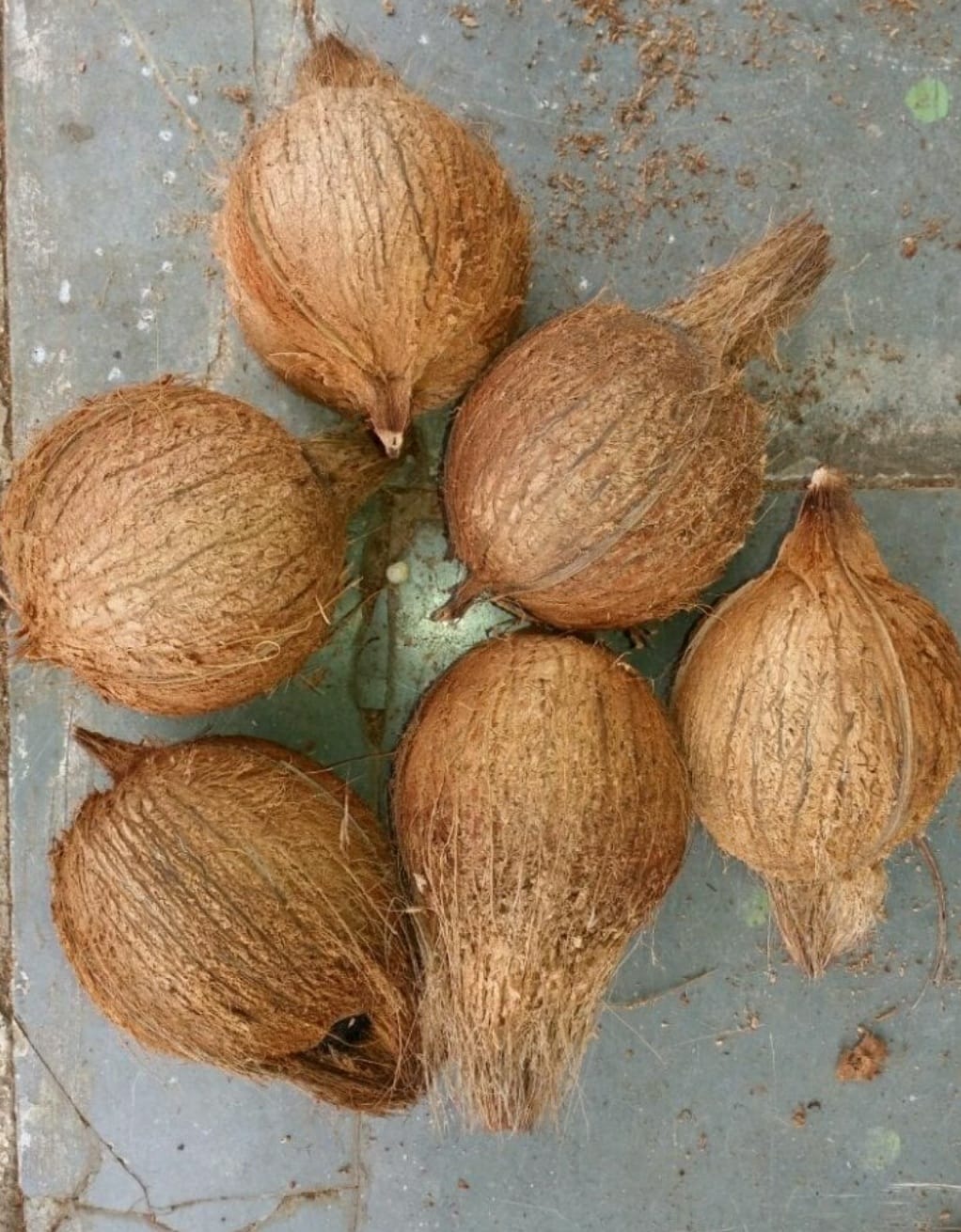 Husky coconut  from Tanz enterprise 