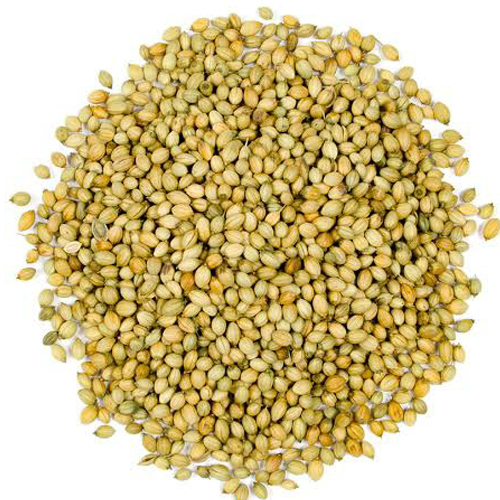 Best Quality Coriander Seeds For Wholesale from BOS Natural Flavors P Ltd 