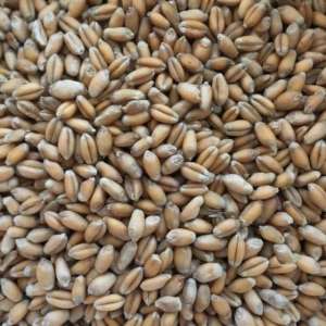 Pure Organic Black Wheat from Paushtik 