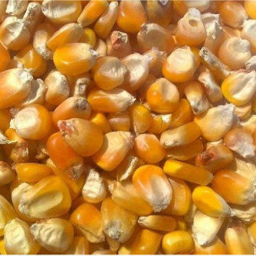 Yellow Maize Cattle Feed from Zadex Exim