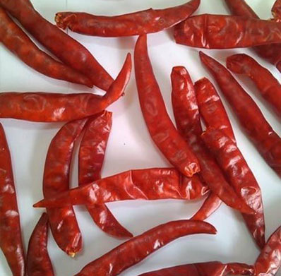 TEJA - S17 Dry Red Chilli from PRAMODA EXIM CORPORATION