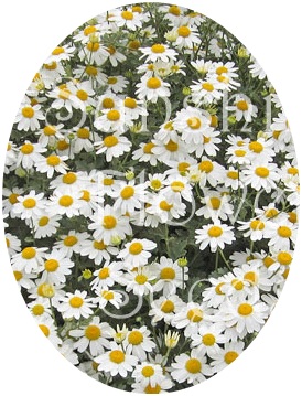 Tanacetum cinerariifolium seeds from Kashmir from JKMPIC-Seed Store