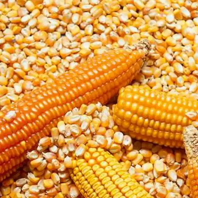  Dried Yellow Corn / Dried Yellow Maize / Yellow corn