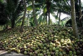 A Grade Fresh Tender Coconut : Medium Size from AVJ STORE