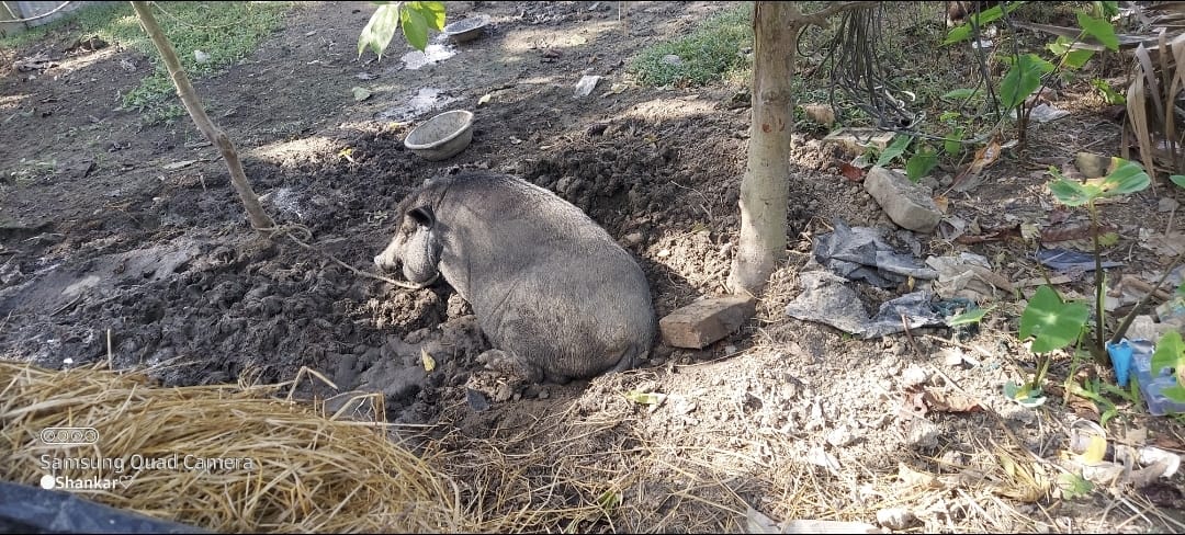 Large Black Pigs - 115kg from Blackpig