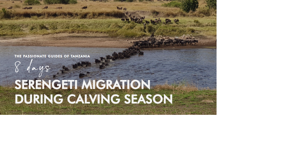 SERENGETI MIGRATION DURING CALVING SEASON from Passionate Guides Tanzania