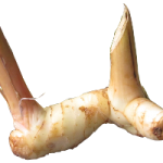 - Galangal Root -