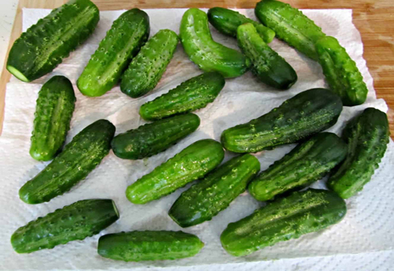 A Grade Fresh Green Cucumber from Harsha & Co