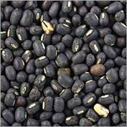 Best Quality Organic Black Gram