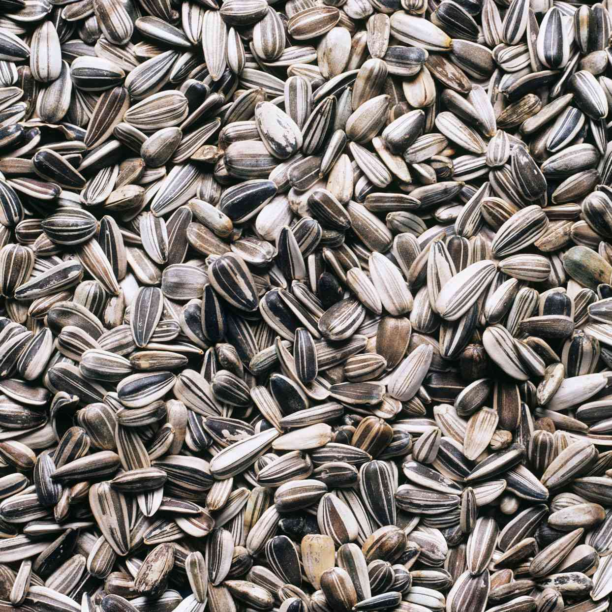 Buy Sunflower Seeds Online, Buy Confectionary Sunflower Seeds Online. from MWC FEEDS Z.O.O