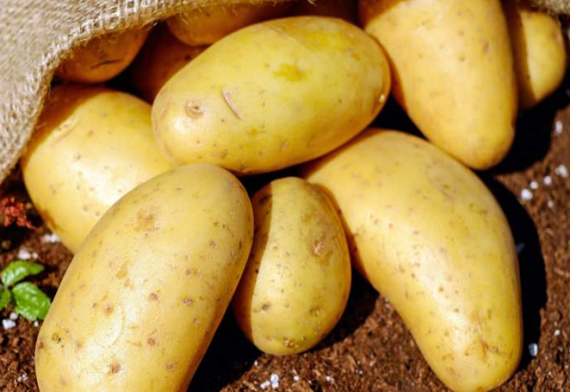  Brown A Grade Fresh Potato For Wholesale from Harsha & Co