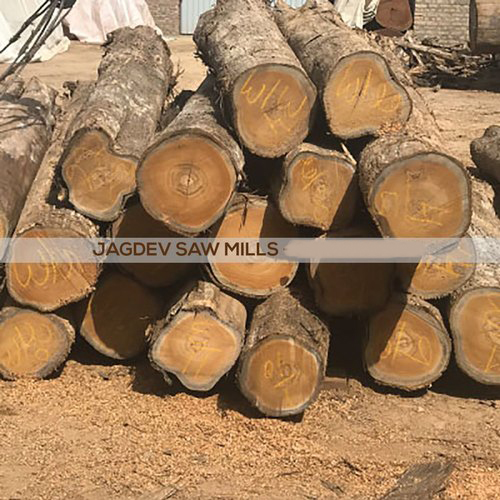 Panama Teak Wood from Jagdev Saw Mills