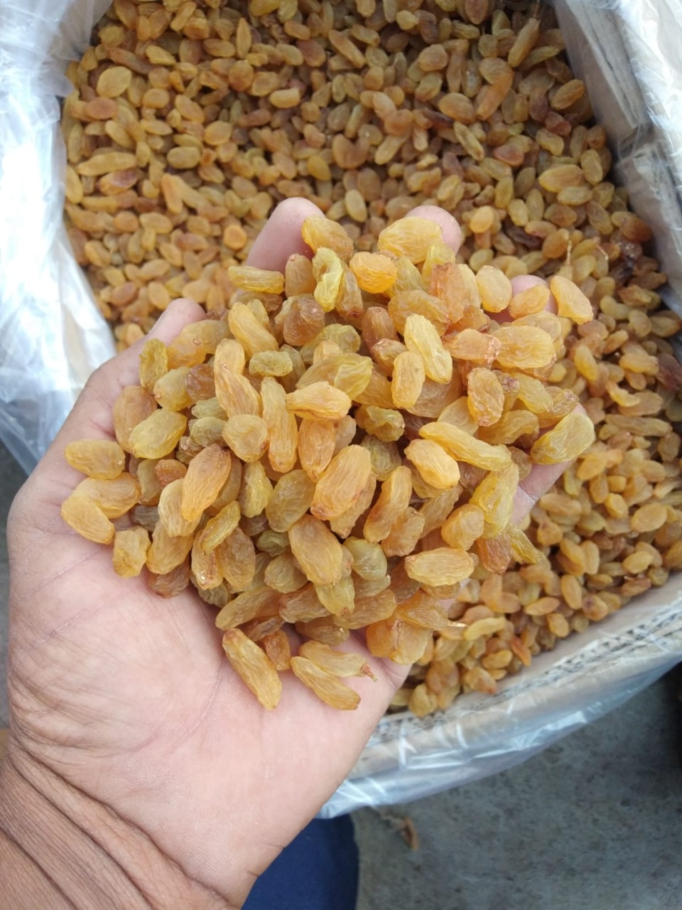 Varsha Gold PBB50 Raisins from Sourav Food And Agro Pvt Ltd ( Raisins)