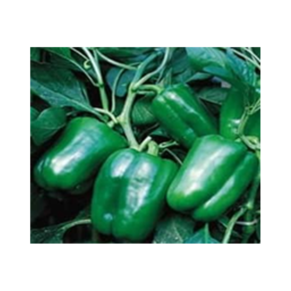 Capsicum Syngenta Indra from KissanPro