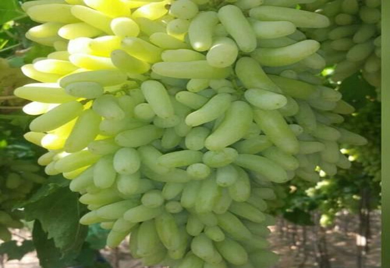 A Grade Green Export Quality Fresh Grapes