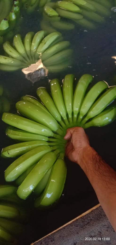 Green Bananas from NG Garments