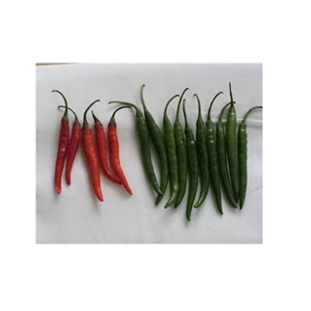 Chilli Ankur- chilli arch-2239 , Namdhari – NS-1701 , Nongwoo – Kaveri Beauty , Syngenta – Almora , Tropica – Alva , VNR- VNR SEEDS 305 chili from KissanPro