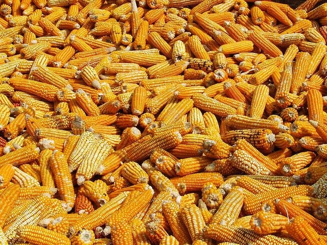 Best Quality Yellow Maize