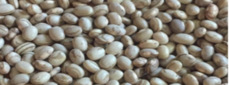 Carioca Beans from AUREA INTERNACIONAL 