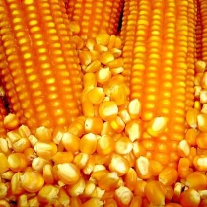 Premium Quality  Corn/maize  from Max & Maxis Global Service Limited from Max & Maxis Global Service Limited 