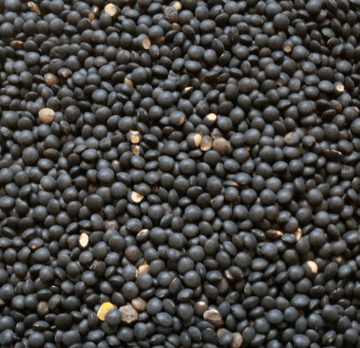 Organic Black Lentils