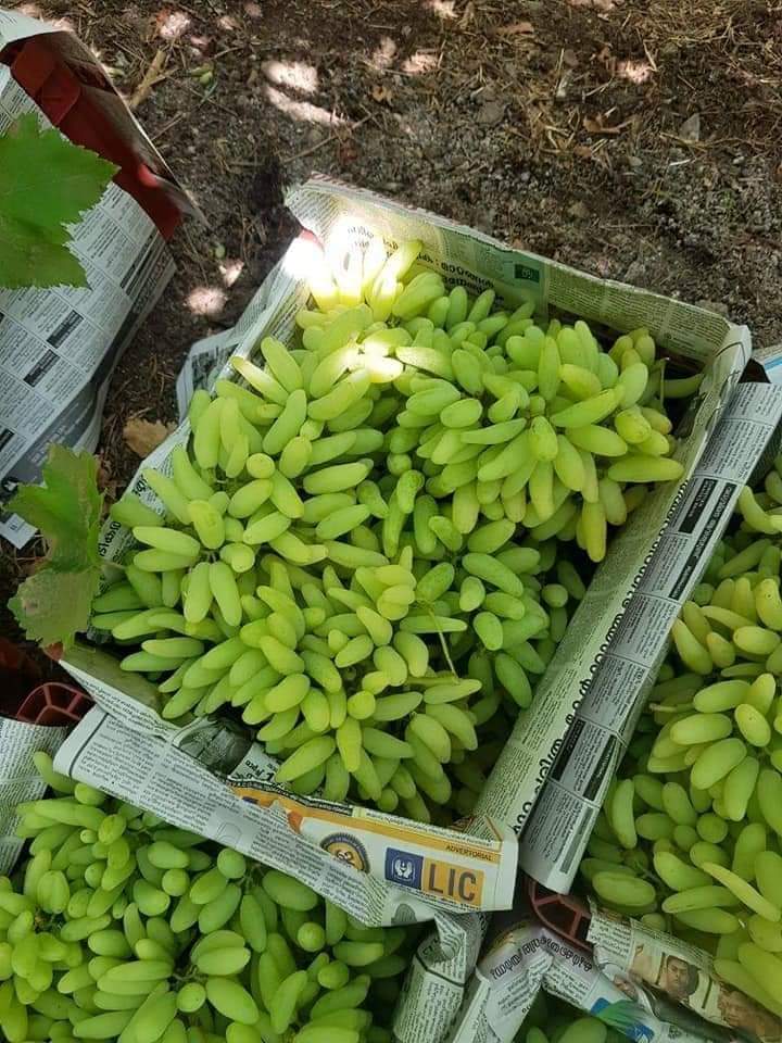 Export Quality A Grade Green Fresh Grapes For Human Consumption from Anandmurti Agro Business Center