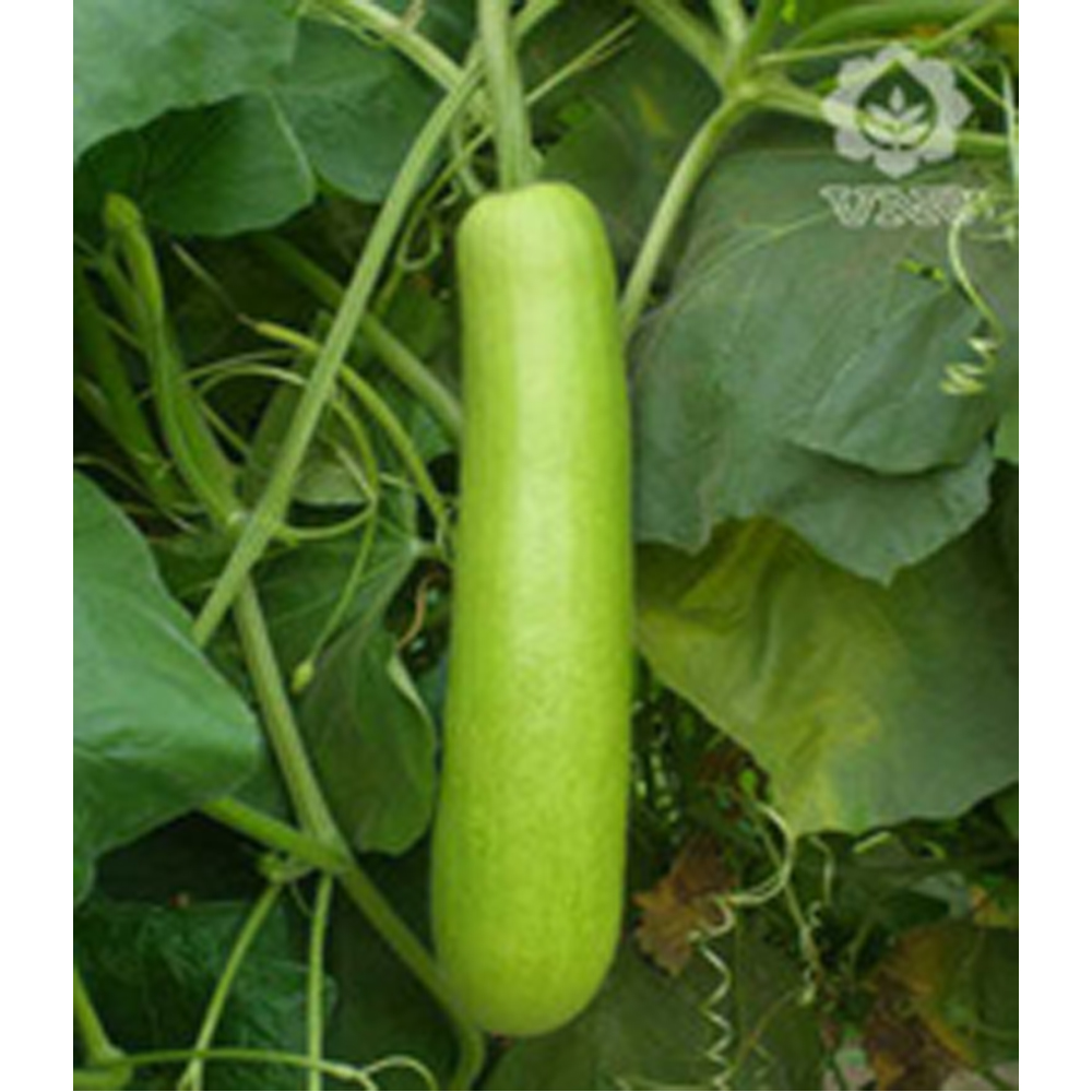 Bottle Gourd VNR - Sarita from KissanPro