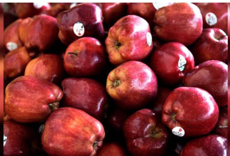 Best Quality Indian Fresh Apple 