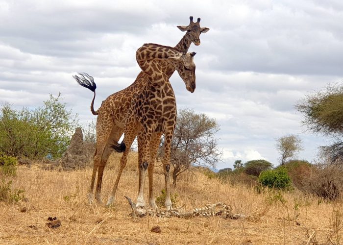 9 DAYS BEST OF NORTHERN CIRCUIT ADVENTURES IN TANZANIA from Passionate Guides Tanzania