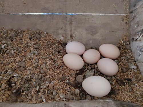Kadaknath Hatching Eggs from Heritage Integrated Farm
