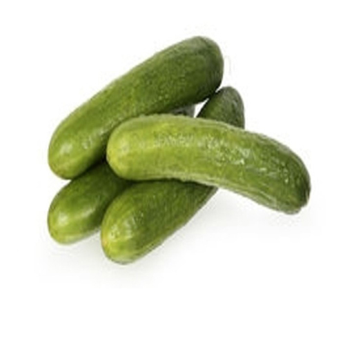 Fresh Cucumber at Wholesale Price from EXPO TRADING