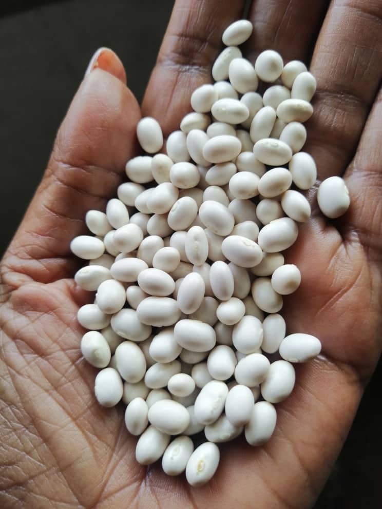 White Beans at best price from Ethiopia  from SAMETHA TRADING PLC 